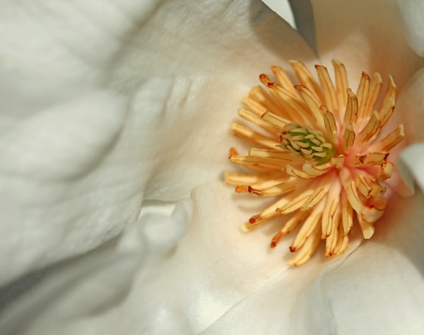 Magnolia Center by Deb Oppermann